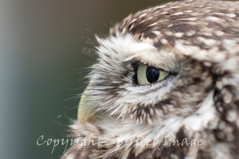 LITTLE OWL, Mounted Print