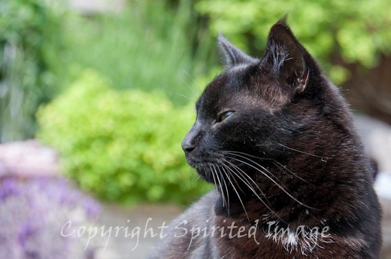 THE BOSS, Black Cat, 7.5x5in Print