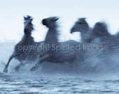 Equine Photography - HORSES of the CAMARGUE - TURN - Edition Print