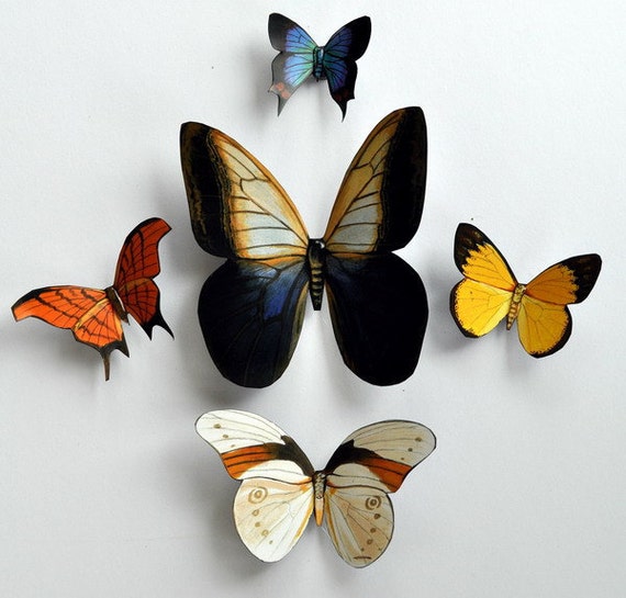 Butterfly Insects Set of 5 by DougWalpusArtStudio on Etsy