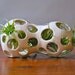 winnie pod - with air plants