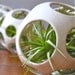 winnie pod - with air plants