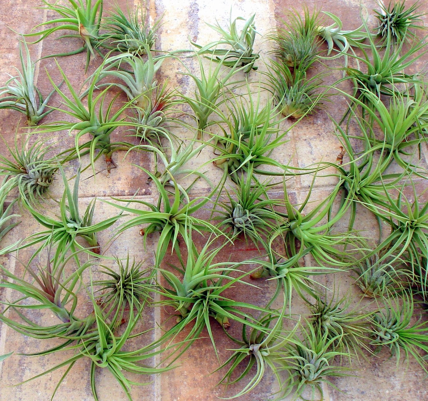 Air Plant Mix of Ten
