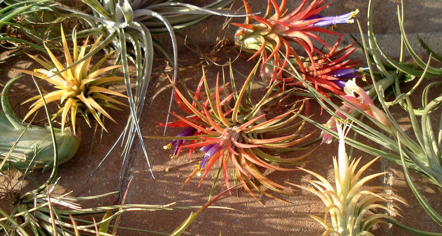 Air Plants Mix of Five