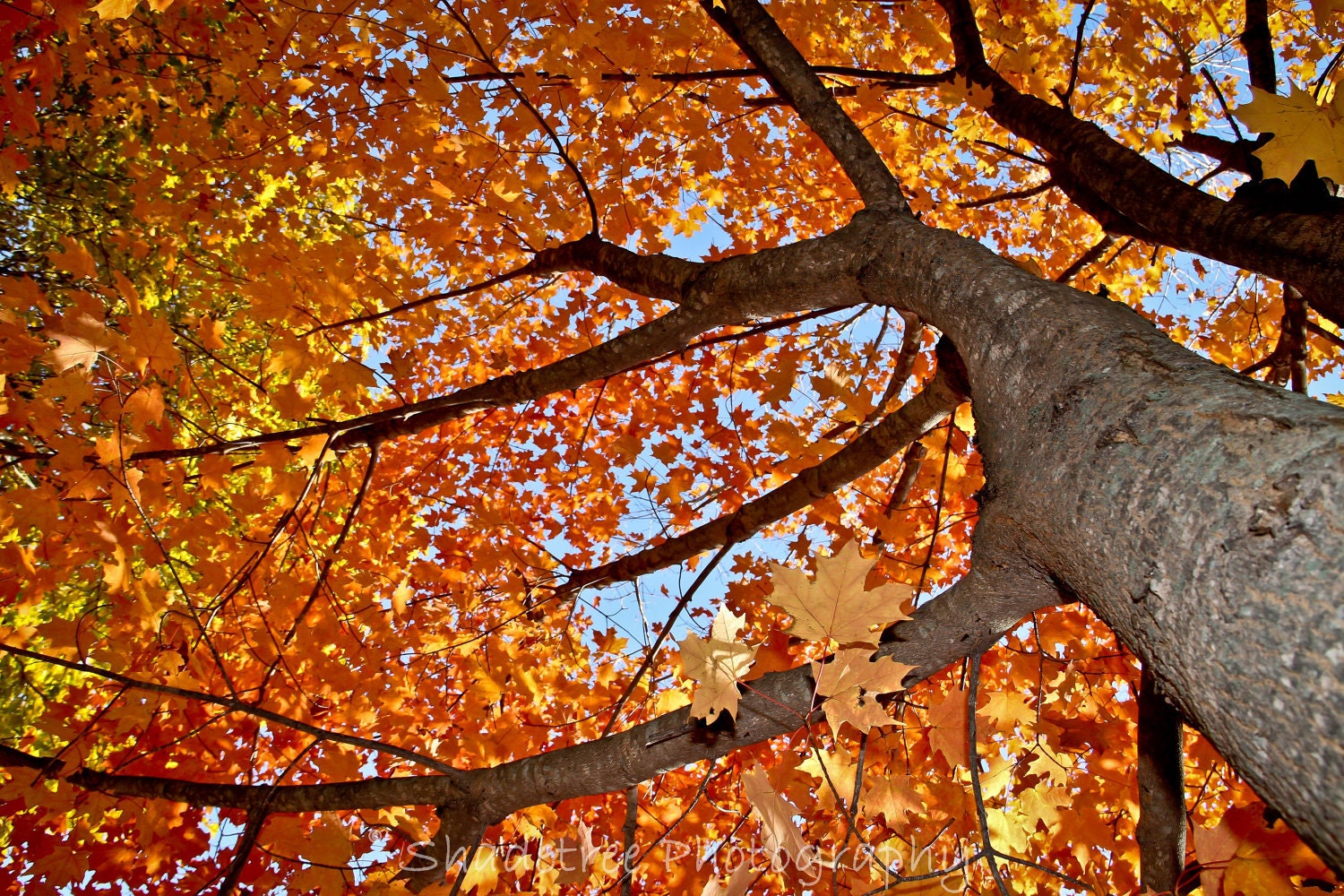 Fall Autumn Trees Woodlands Yellow Orange Red October November Dreamy Nature Photography, 8 x 10 Fine Art Print