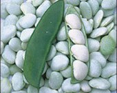 Bean - Lima  Dixie White - Bush Type - Heirloom - Organic - 25 Seeds