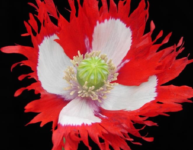 Poppy - Danebrog Laced Breadseed - Heirloom