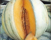 Cantaloupe - Charentais Heirloom, French,OG  30 Seeds
