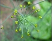 Dill - Bouquet Herb - Heirloom - Organic - 100 Seeds - Wonderful Aroma
