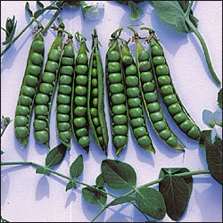 Pea - Green Arrow - Heirloom - 30 Seeds - NON GMO