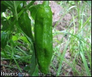Pepper - Anaheim - Heirloom - 25 Seeds