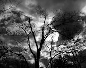 Winter Sky  I  11x14 Black and White Fine Art Photograph