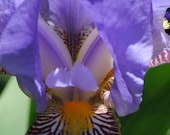 Purple Iris - Fine Art Photo Print 5 X 7 Grand Iris Detail  by VictoriaAnnePhotoArt on Etsy