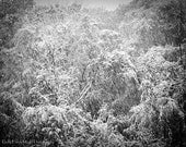 Photo black and white winter snowfall snow in trees winter wonderland scene, 8x10 fine art