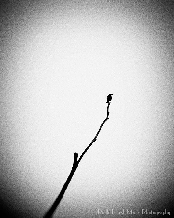 Photo bird on tree branch, dead tree limb, black and white, set of three 5x7 fine art B&W bird photographic prints, Bird on a Limb