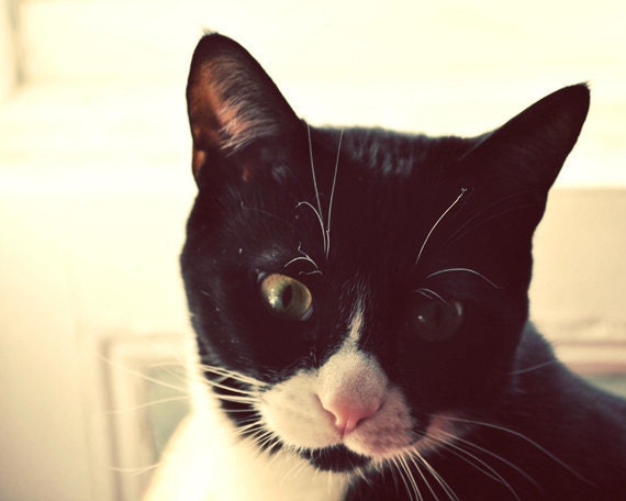 Photo black white and pink cat close up pet print moment of concentration, 8x10 fine art animal photograph