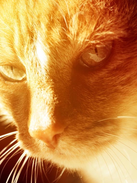 Orange photo cat lover kitty in gold sunlight pet feline, 8x10 fine art pet photograph