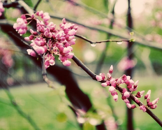 Dreamy pink flower photo with water drops on tree branch green brown pastels 8x10