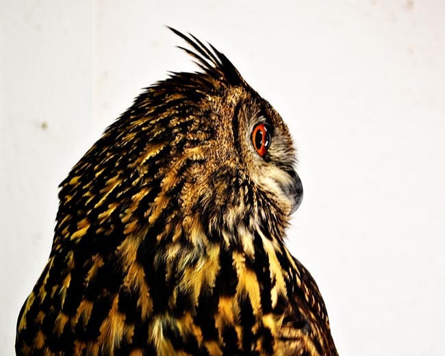 Owl photo profile of owl on white background yellow, gold, brown, orange feathers bird 8x10 art print