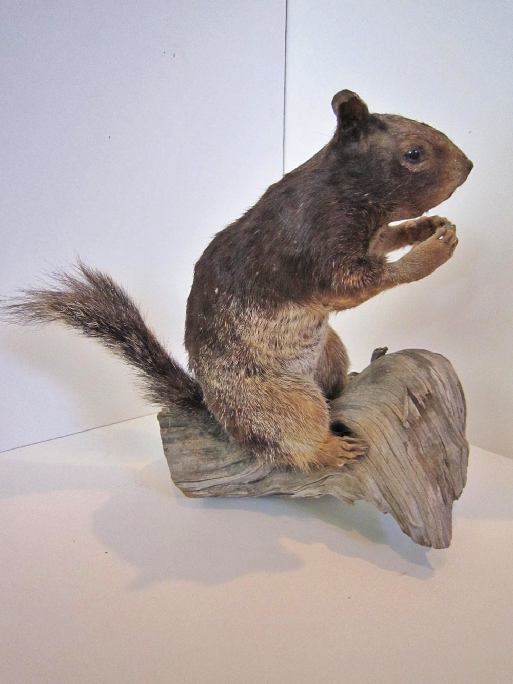 Taxidermy Squirrel African