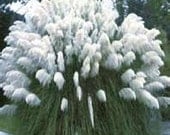 100 Ornamental (Cortaderia Selloana) , White Pampas Grass Seeds