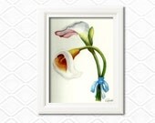 White flowers -Wall art print - - Arum Lillies tied with blue  Ribbon- 8x10 print from original watercolor- orange white green golden