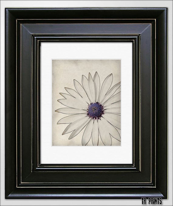 A White Daisy Close Up - The Botanical Series - Fine Art Print 8x10