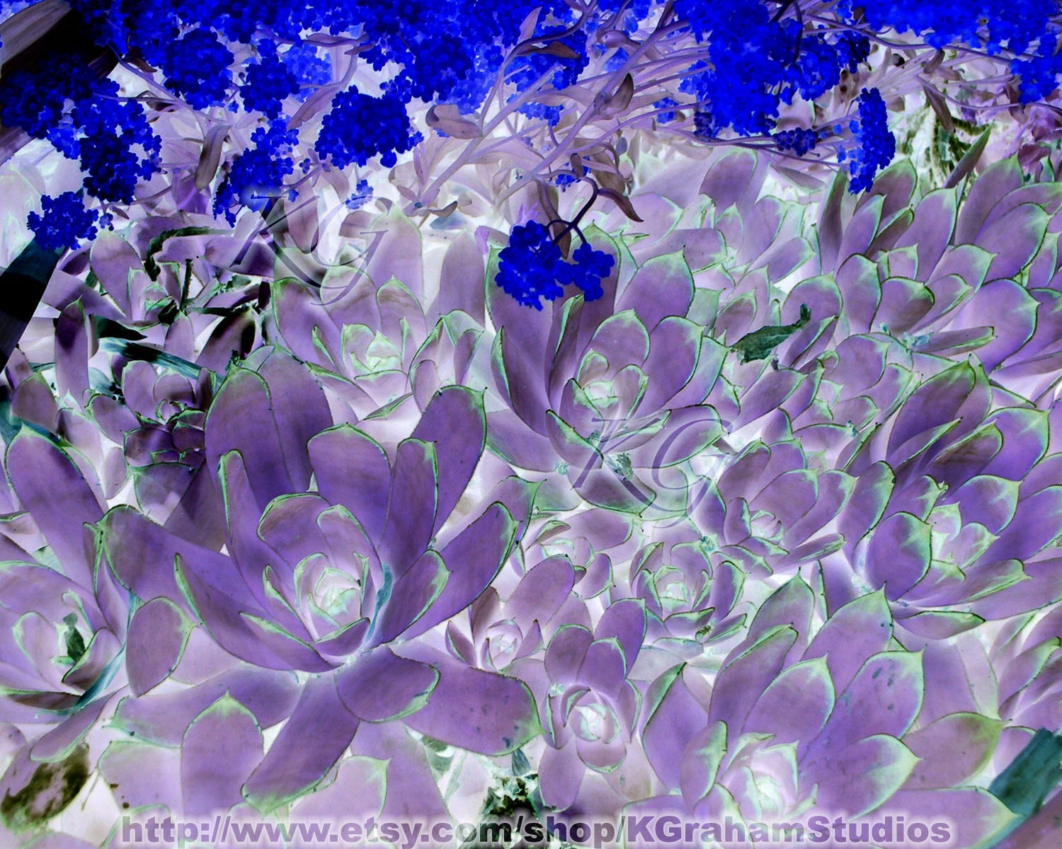 Surreal Floral Print 8x10  Blue Flower Altered Photo Art Purple Hens & Chicks Green Teal Lavender Garden Photography by K. Graham