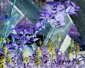 HIDDEN BUTTERFLY Surreal Floral Print  Purple Flower Altered Photo Art 8x10 Garden Photography by K. Graham Teal Lavender Yellow
