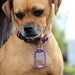 Personalized Dog Collar ID Tag Bottle Opener