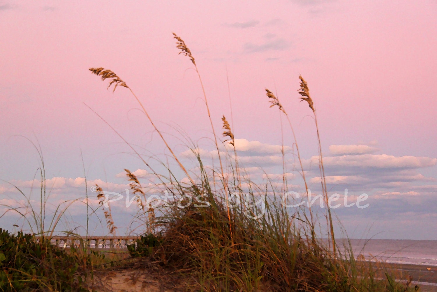 Isle of Palms South Carolina Sea Oats 5x7