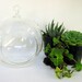DIY Succulent Orb Plant Kit