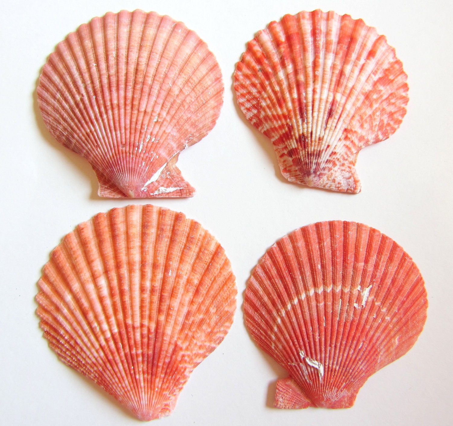 Beach Decor - Scallop Shells for Beach Decor, Beach Weddings or Crafts - 4 Lions Paw