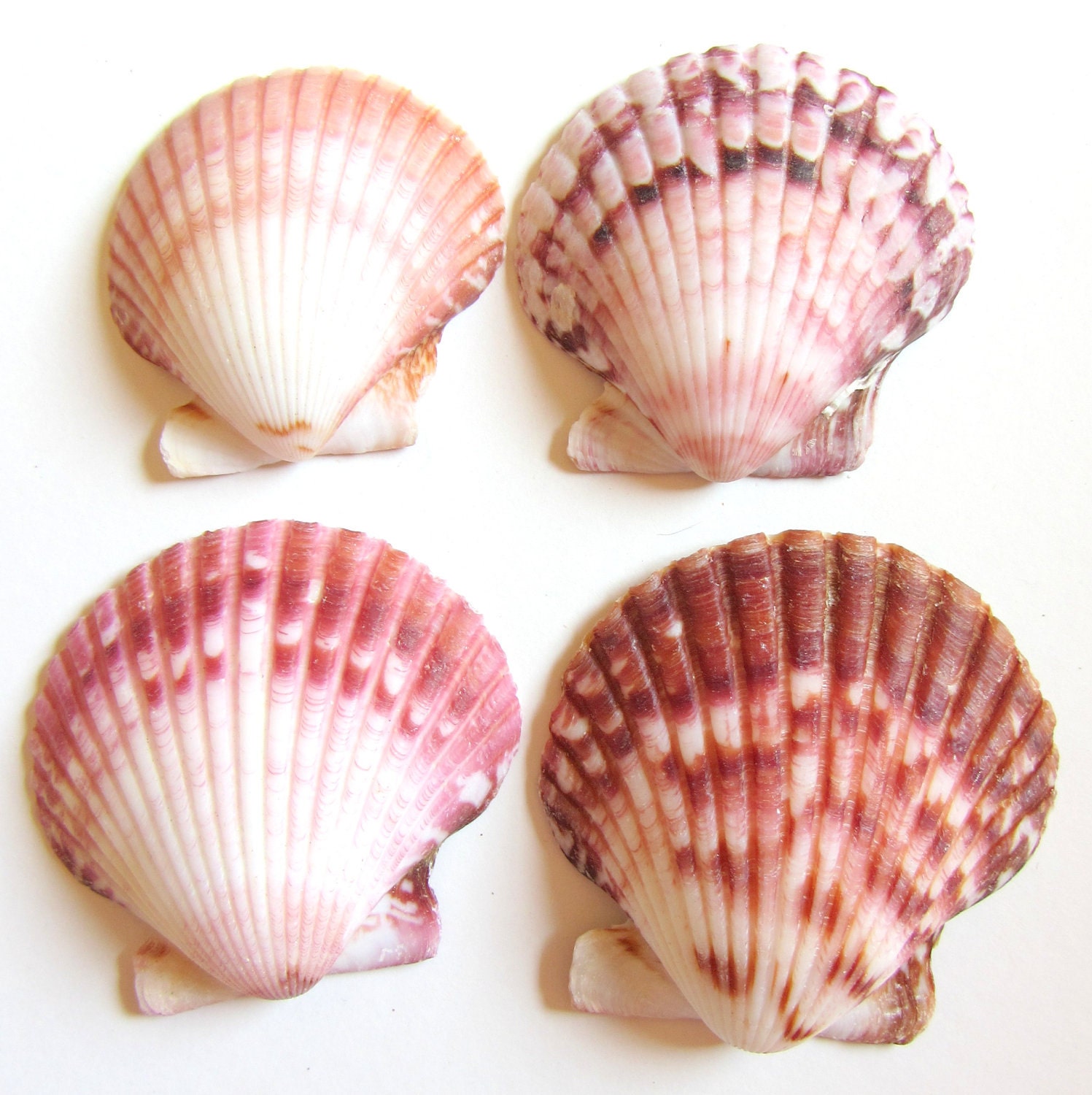 Beach Decor - Seashells - Rose Lions Paw Shells for Beach Decor, Beach Weddings or Crafts - 4 pc.