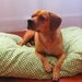 Dog Bed Green, White, Medium, Machine Washable