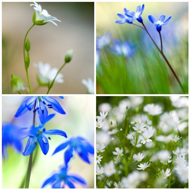 Set of 4 fine art photo postcards - flower photography blue white macro dreamy zen botanical macro soft modern