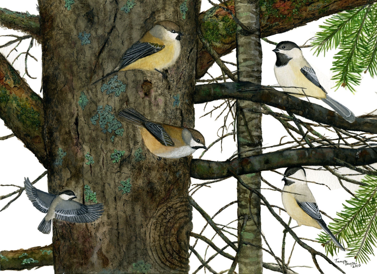 Bird note card watercolor chickadees boreal chickadees greeting card