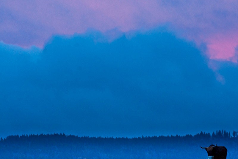 Sunset photography - Buffalo Photo Art Prints - Landscape Photography - Wildlife - Fine Art Print - Wall Decor Nature - Nature Wall Art