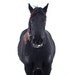 Horse photography - black horse print - horse wall art - horse photo - horse art print - horse home decor - large horse art