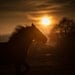 Wild Horse Running Art Photography Print - Sunset - Dusk - Black Horse - Cowboy Decor Western - Wild West - Wildnis - Teen Wall Art