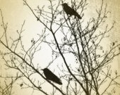 Autumn Crows in a Winter Tree Fine Art Photography  8 x10 Print