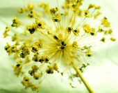 Yellow Seed Head 8 x 8 Photography Art Print