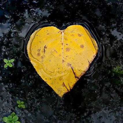Yellow Black Leaf Heart, Valentine, Nature Lover 8 x 8 Square Photography