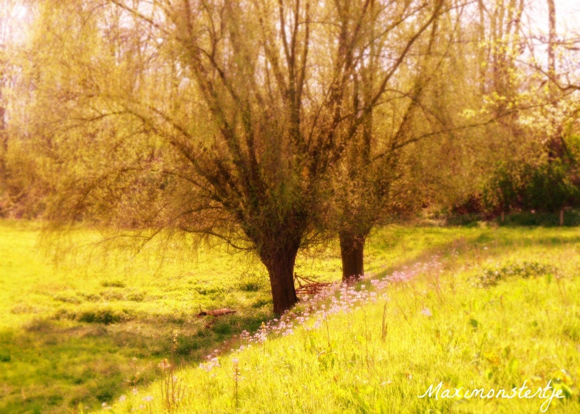 Nature Photography Meadow - Spring Photo - Fine Art Photography 5x7 - Golden Pink Flowers Field Romantic - Golden Meadow