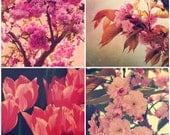 Pink Flowers Set, save over 30%, fine art photography, set of four, pink shabby chic decor, romantic wall art - Natures Grace
