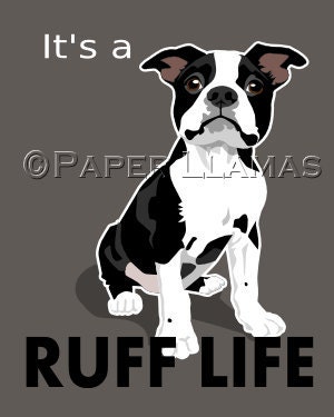 Boston Terrier Dog Art Print 8 x 10 modern art custom inspirational pop art bright retro dog breed art