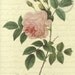 Antiqued Vintage Pink Rose Digital Download Art Nature Print with French Script Love Letter 4