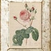 Antiqued Vintage Pink Rose Digital Download Art Nature Print with French Script Love Letter 4