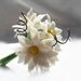 Bride Bouquet Bridal Bouquet Wedding Flowers Rustic Bouquet Unique Wedding Flower Bouquet White / Ivory handmade Daisy