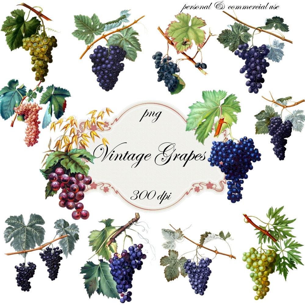 Clip Art: Vintage Grapes   Png Digital Files no 052